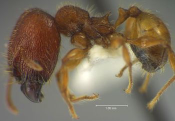 Media type: image;   Entomology 34237 Aspect: habitus lateral view